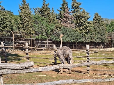 Souostroví Brijuni - malá zoologická zahrada na ostrově Veliki Brijun 